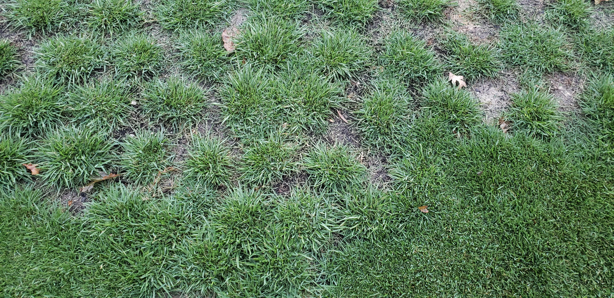 Compadre Zoysia Plug installation update NC Grass Plugs