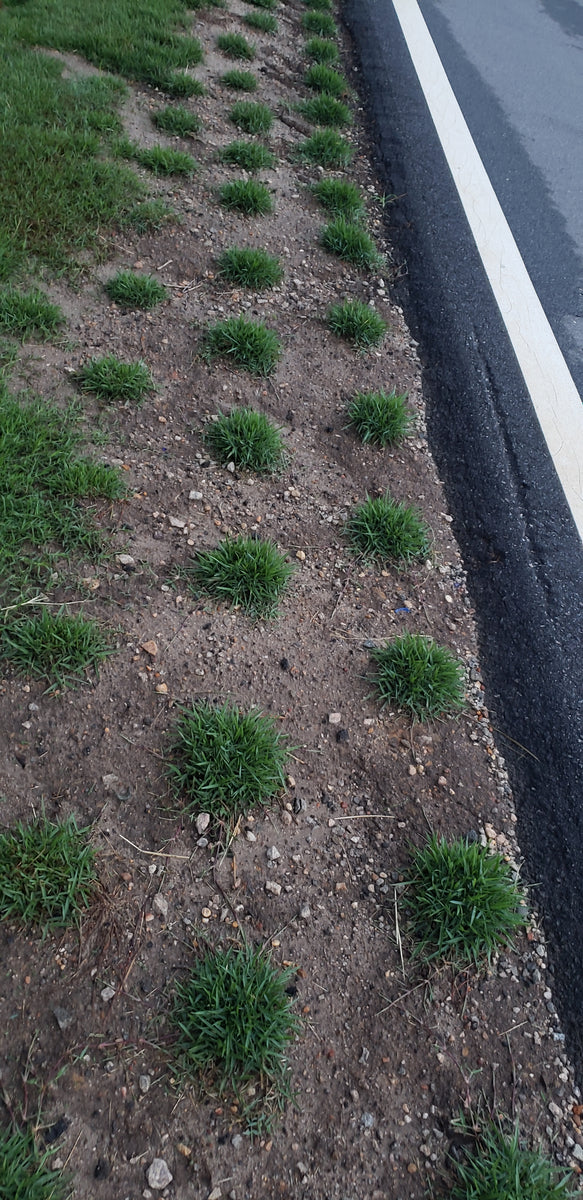 El Toro Zoysia Plug Installation Update NC Grass Plugs