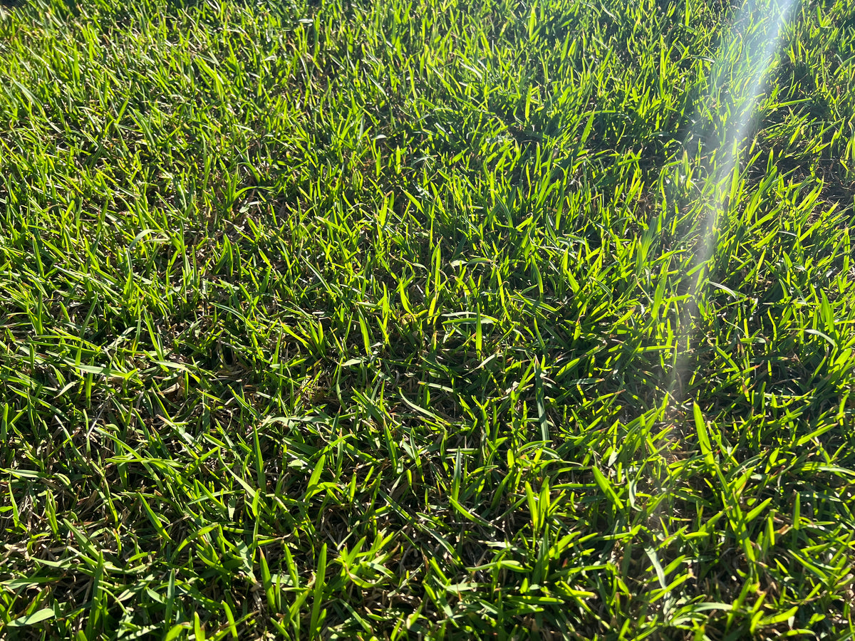 A quick look at early season Centipede plugs NC Grass Plugs