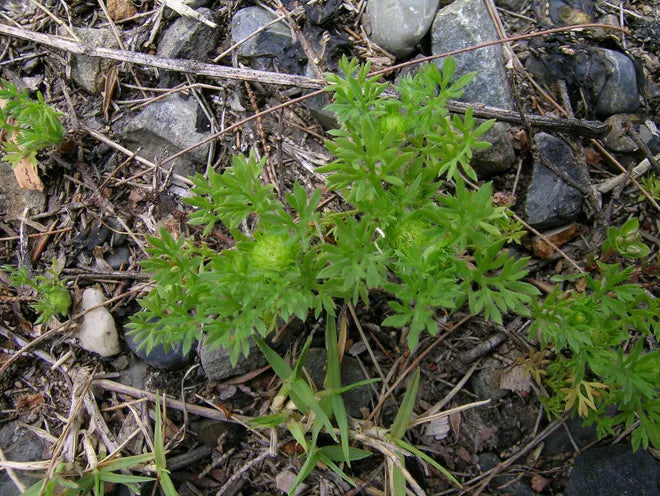 How to get rid of Burweed/Sandbur/Sandspur/Spurweed  NC Grass Plugs