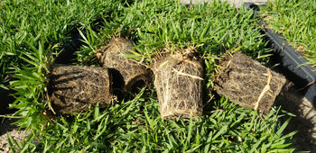 BUNDLE - El Toro Zoysia Grass Plugs (38 Cell Trays), ProPlugger, Soil Moist