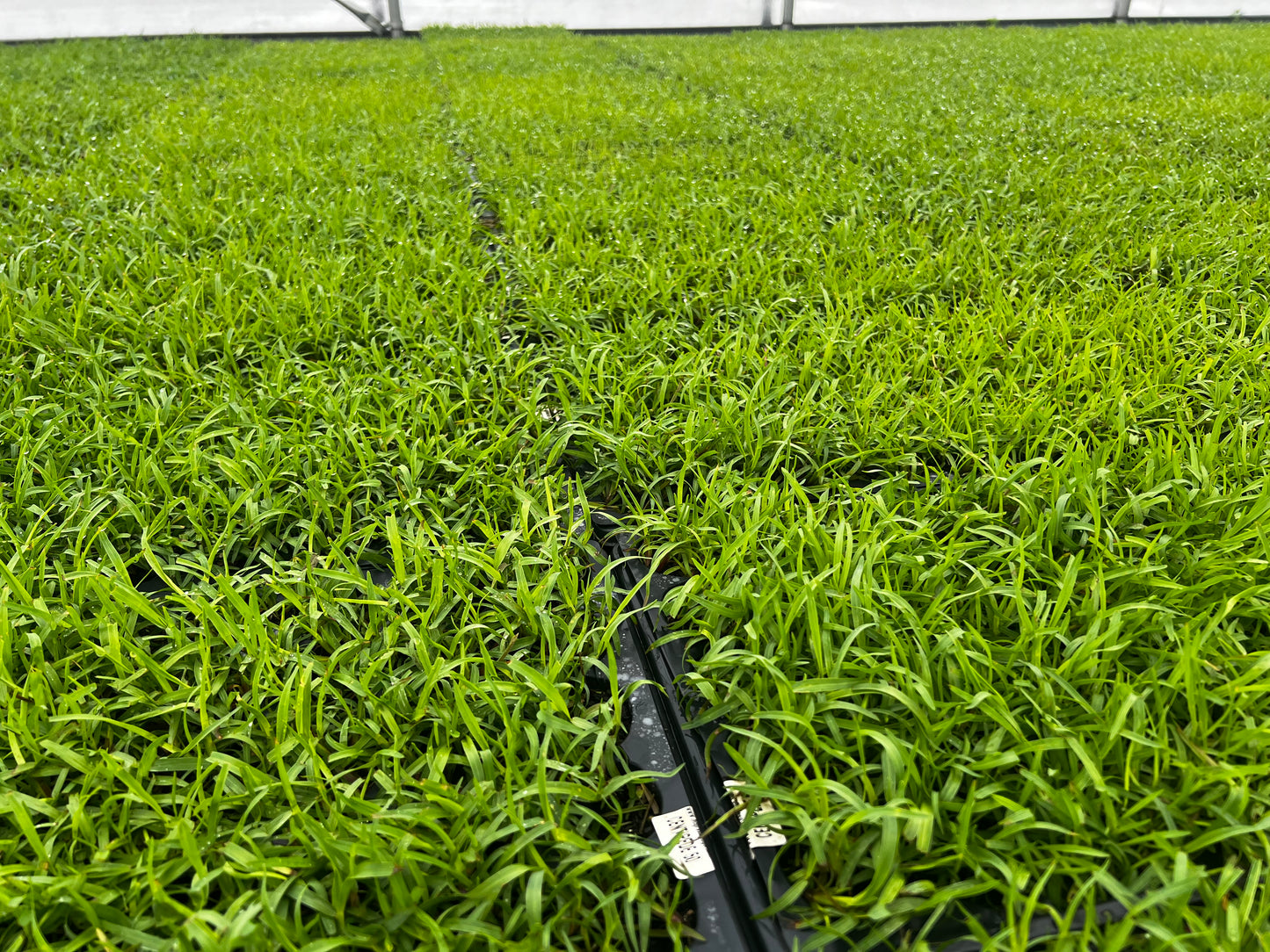 Centipede Grass Plugs