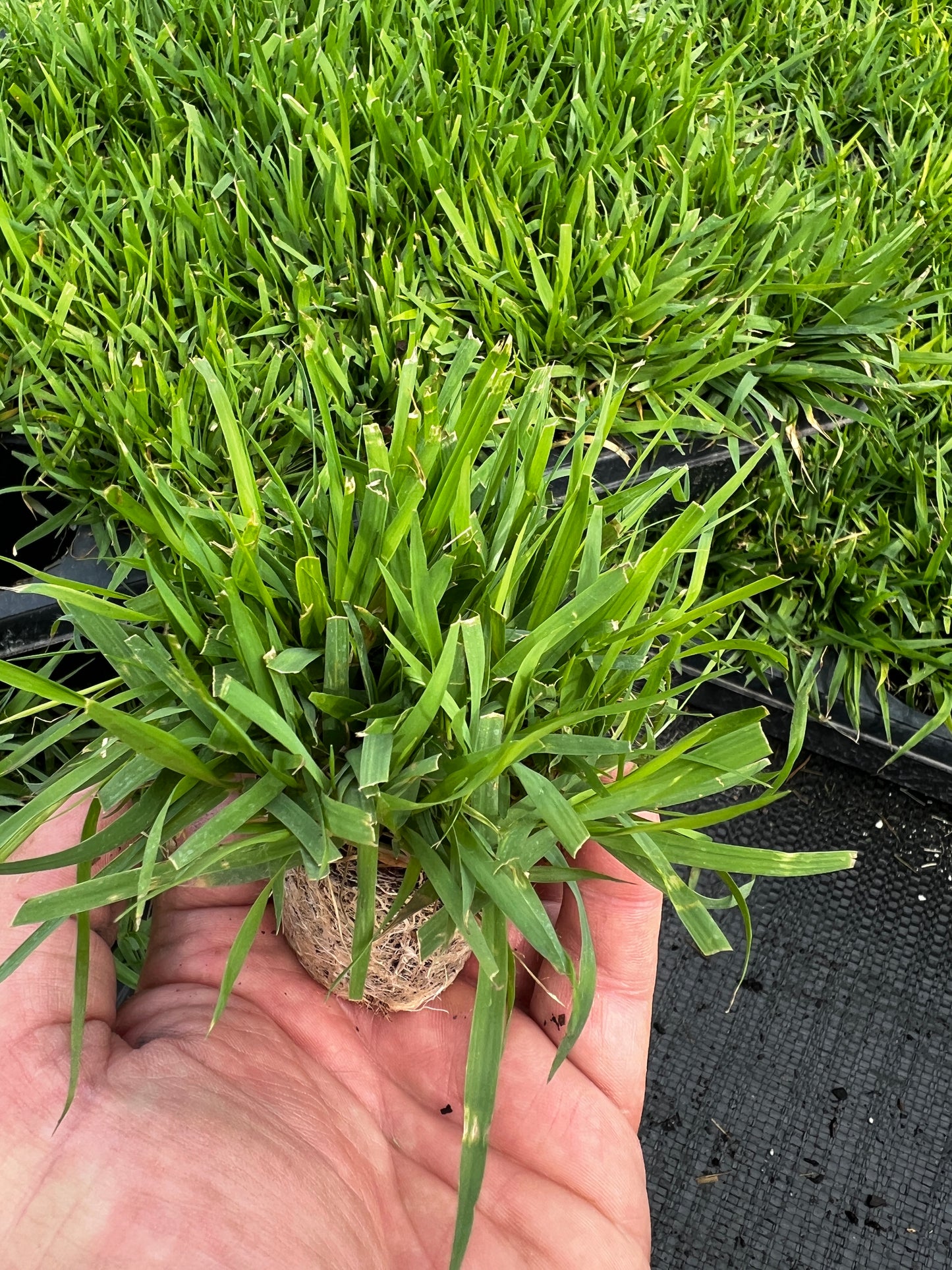 Compadre Zoysia Plugs