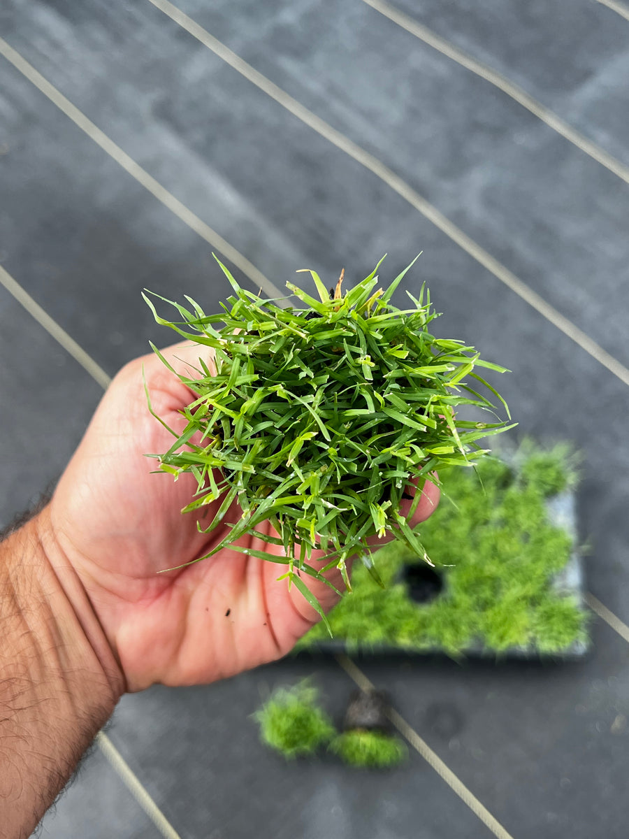 Rio Hybrid Bermuda Plugs 38 Cell Tray (Certified Plugs) NC Grass Plugs