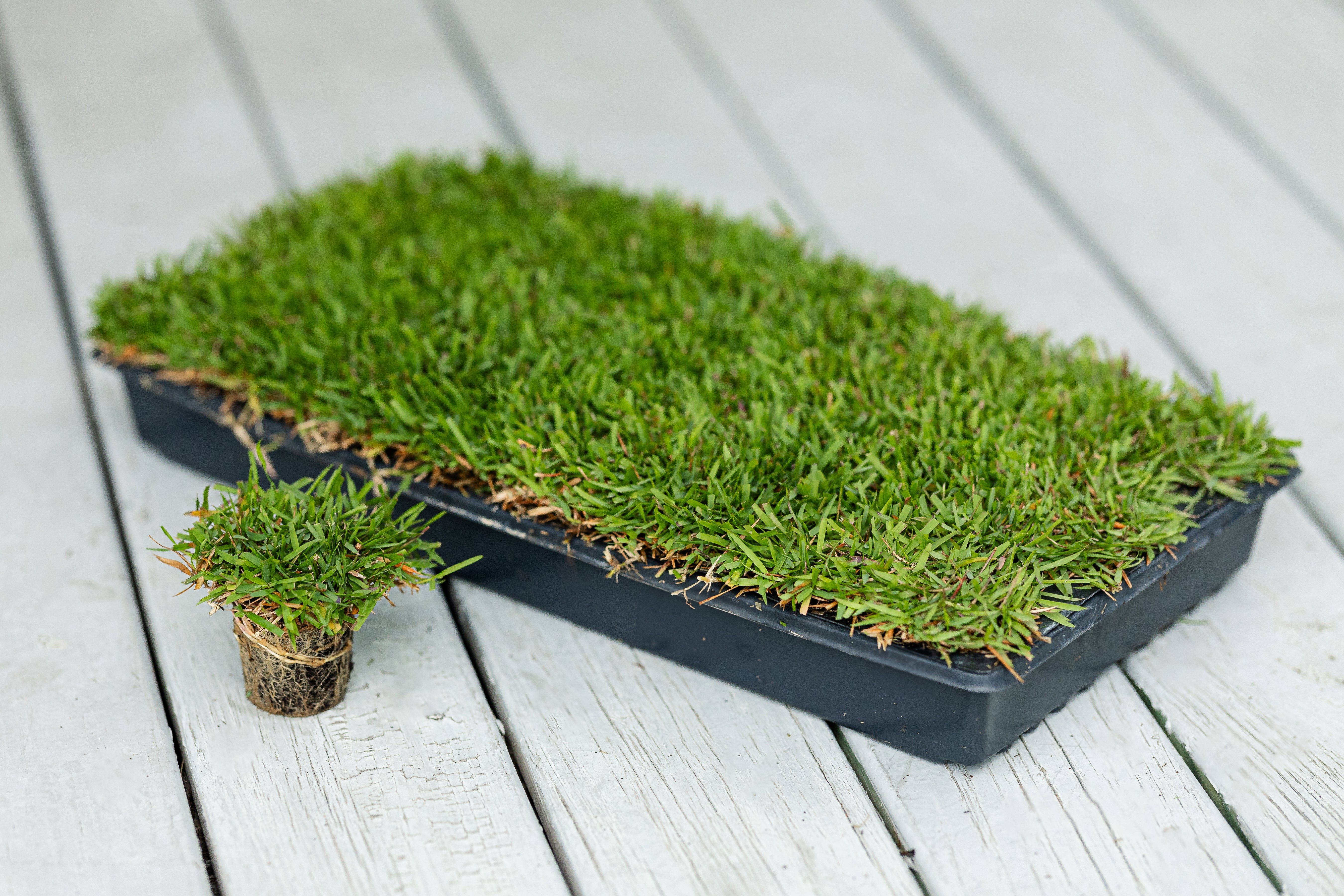Plantopia Sirius　プラス　exoboy El Toro Zoysia Plugs | Buy Online – NC Grass Plugs
