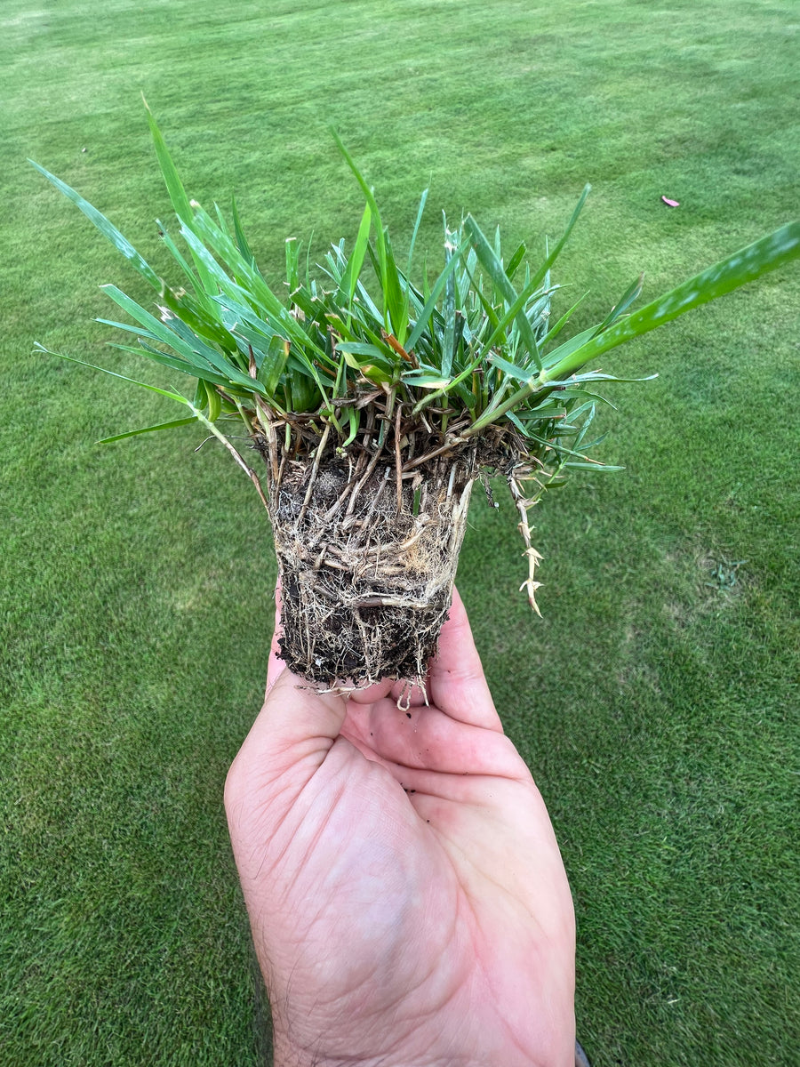El Toro Zoysia Plugs NC Grass Plugs