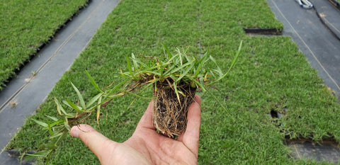 BUNDLE - Centipede Grass Plugs (38 cell trays), ProPlugger, Soil Moist