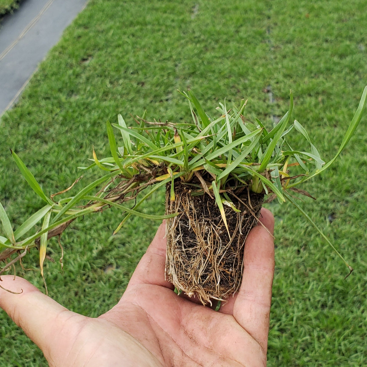 What Is Centipede Grass?  N.C. Cooperative Extension