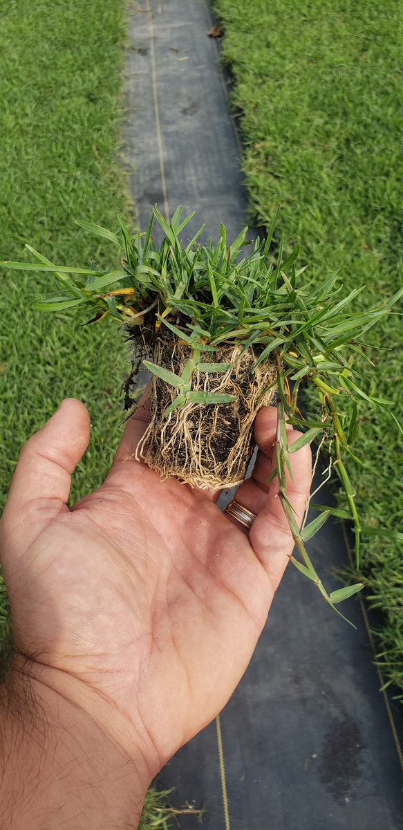 What Is Centipede Grass?  N.C. Cooperative Extension