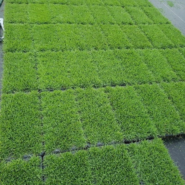 Compadre Zoysia, 50 Plugs