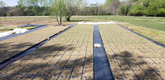 El Toro Zoysia plugs will be ready around May 15th -- Here are some details