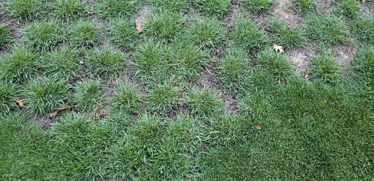 Compadre Zoysia Plug installation update