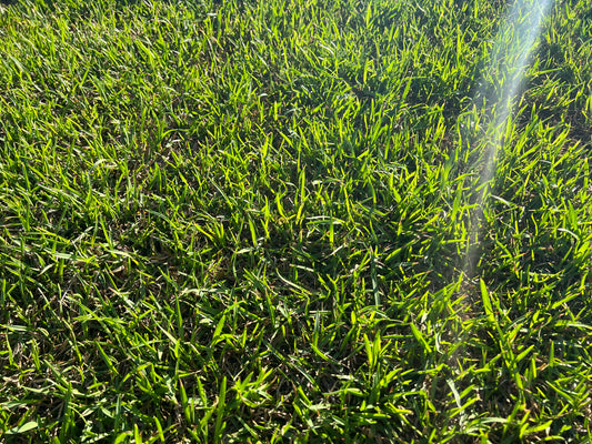 A quick look at early season Centipede plugs