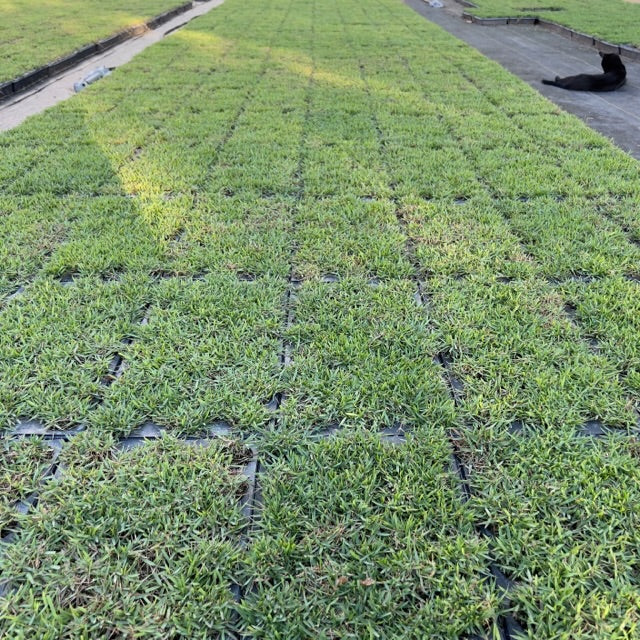 I ripped out my lawn and replaced it with El Toro Zoysia plugs!