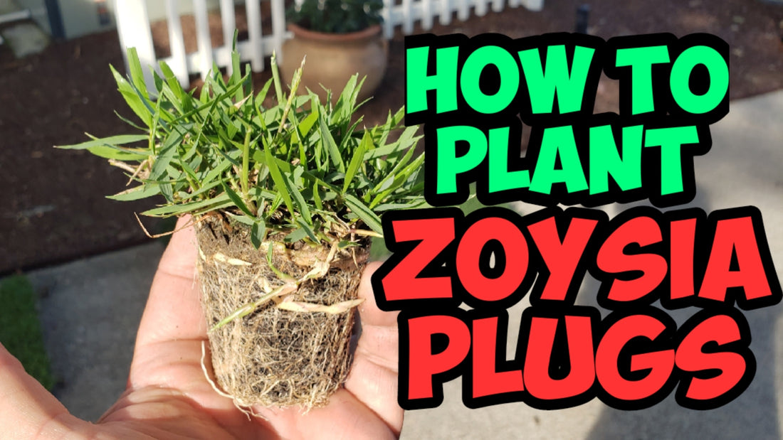 How to plant zoysia plugs