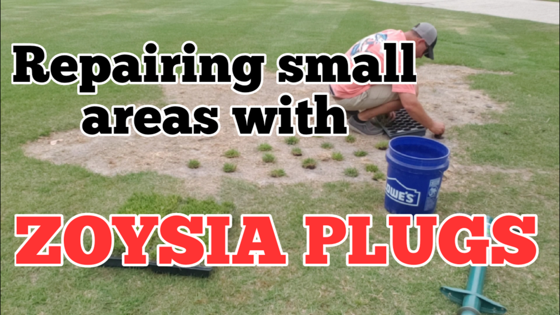 Install Zoysia plugs the easy way