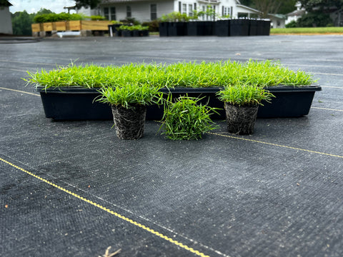 Certified Rio Bermuda and Centipede plugs