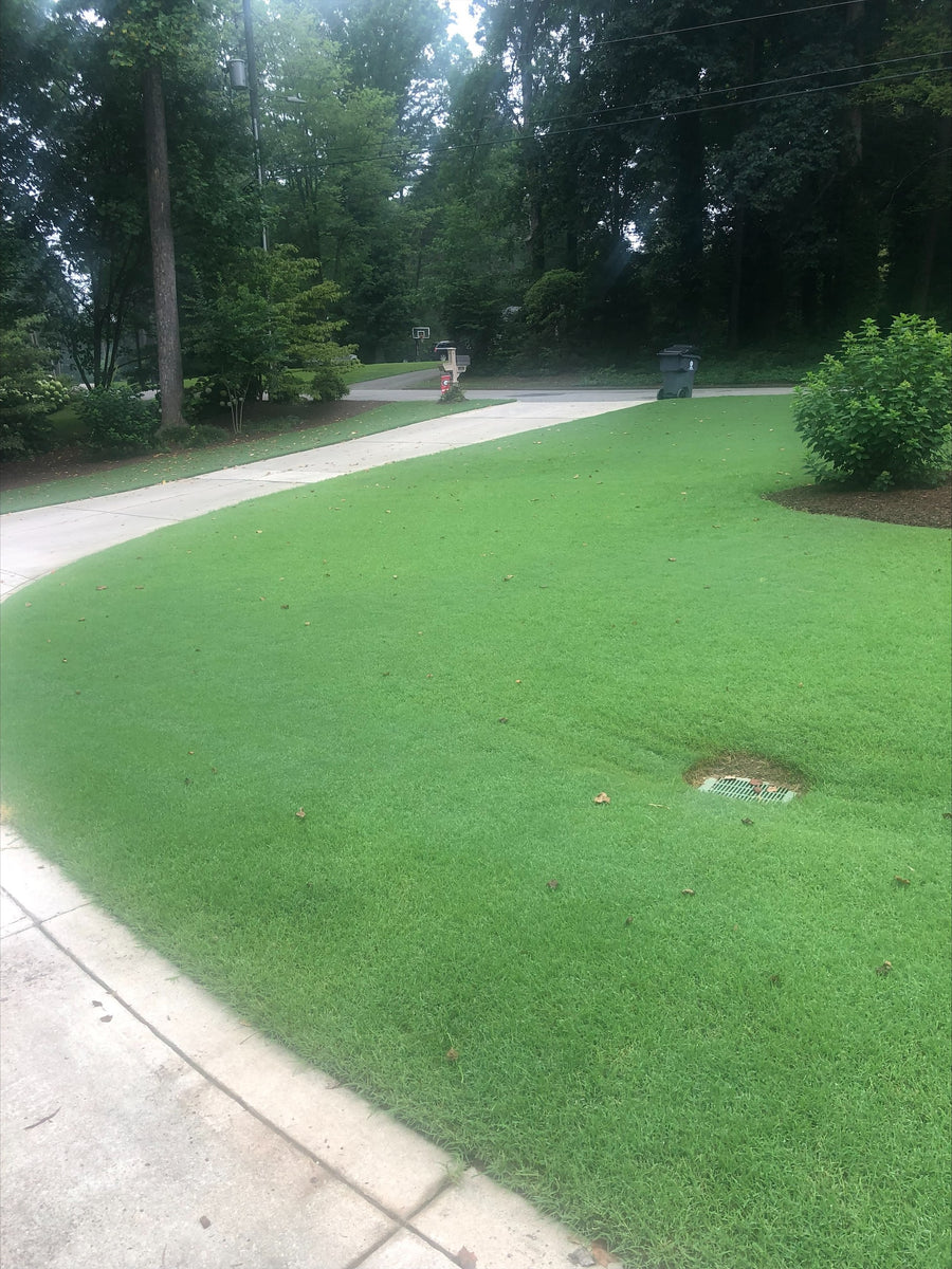 Bermuda Plug transformation from start to finish NC Grass Plugs