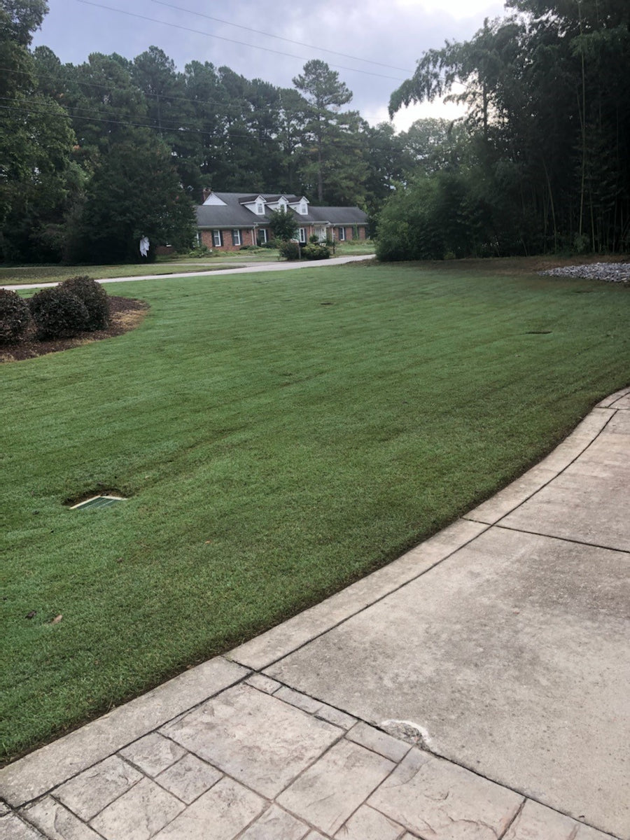 How do grass plugs work? 8 week grow in, start to finish. – NC Grass Plugs