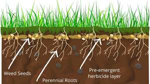 Pre-Emergent time - Best weapon for combatting CRABGRASS