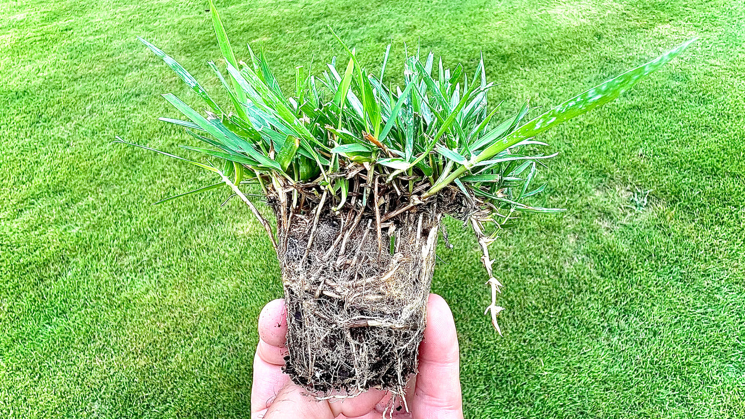 Zoysia plugs