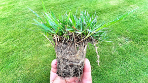 Zoysia plugs and bundles