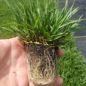 zoysia plug