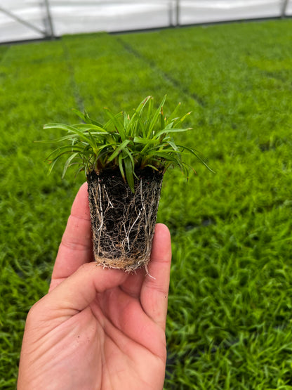 Centipede Grass Plugs
