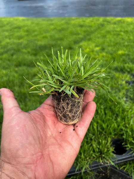 Compadre Zoysia, 50 Plugs