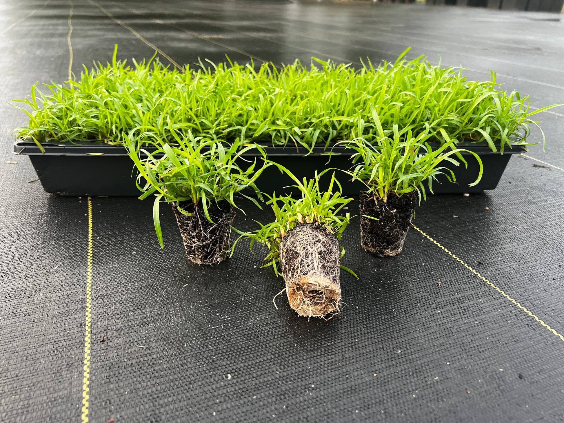 Centipede Grass Plugs 50 cell tray - NC Grass Plugs
