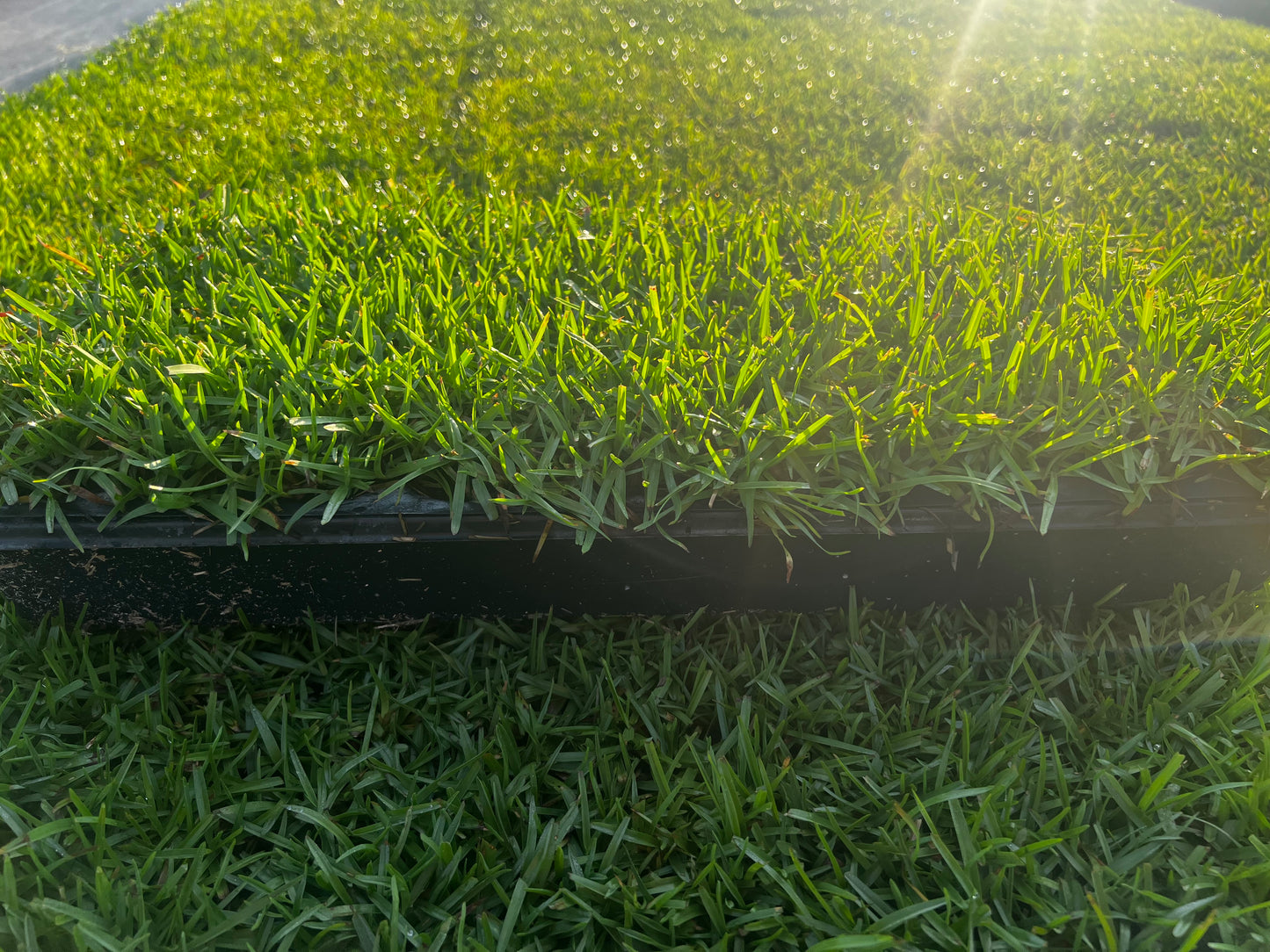 Centipede Grass Plugs