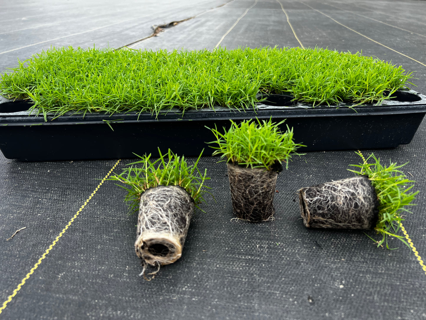 Rio Hybrid Bermuda Plugs