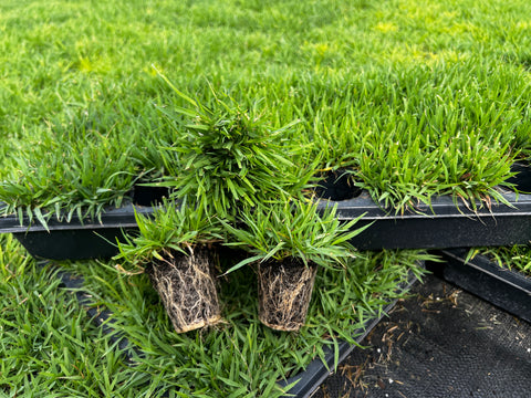 BUNDLE - Compadre Zoysia Plugs (50 cell trays), Auger, Soil Moist