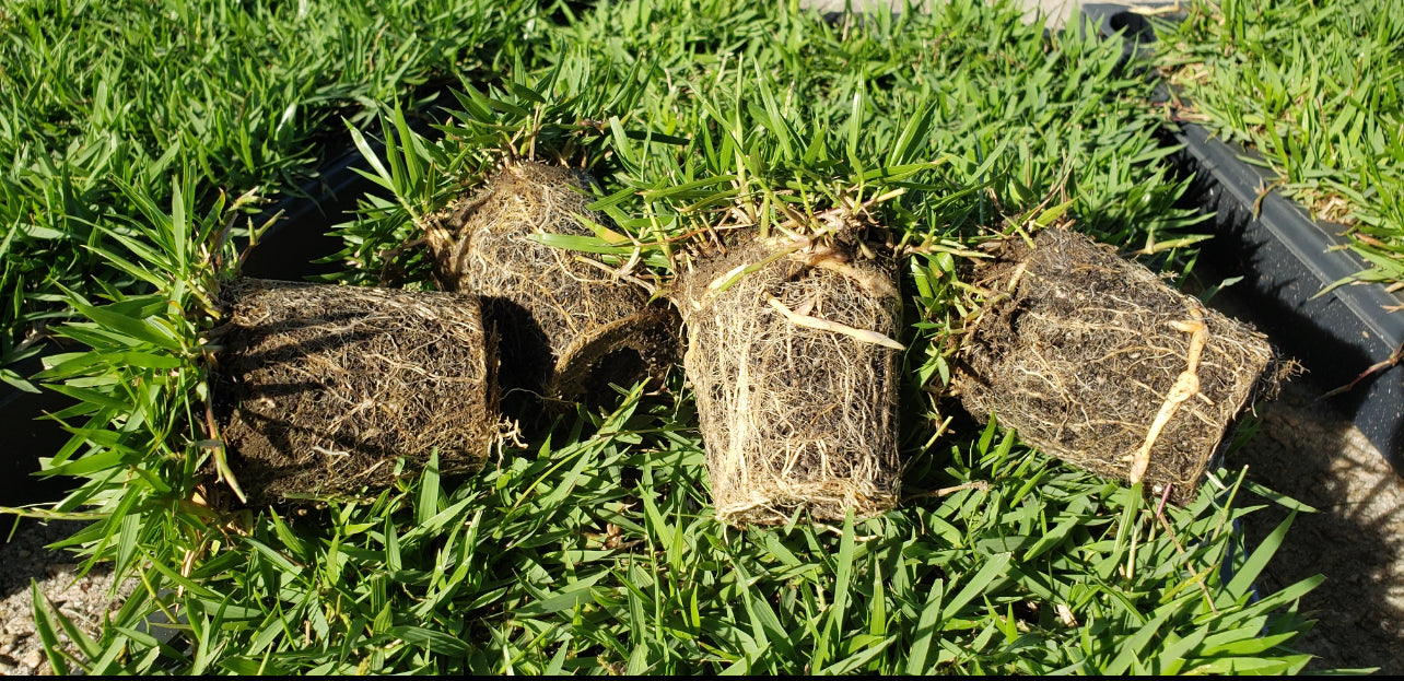 El Toro Zoysia Plugs