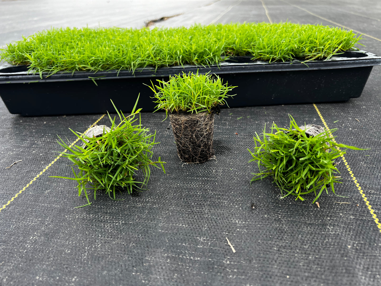 Certified Rio Bermuda Plugs 50 Cell Tray - NC Grass Plugs