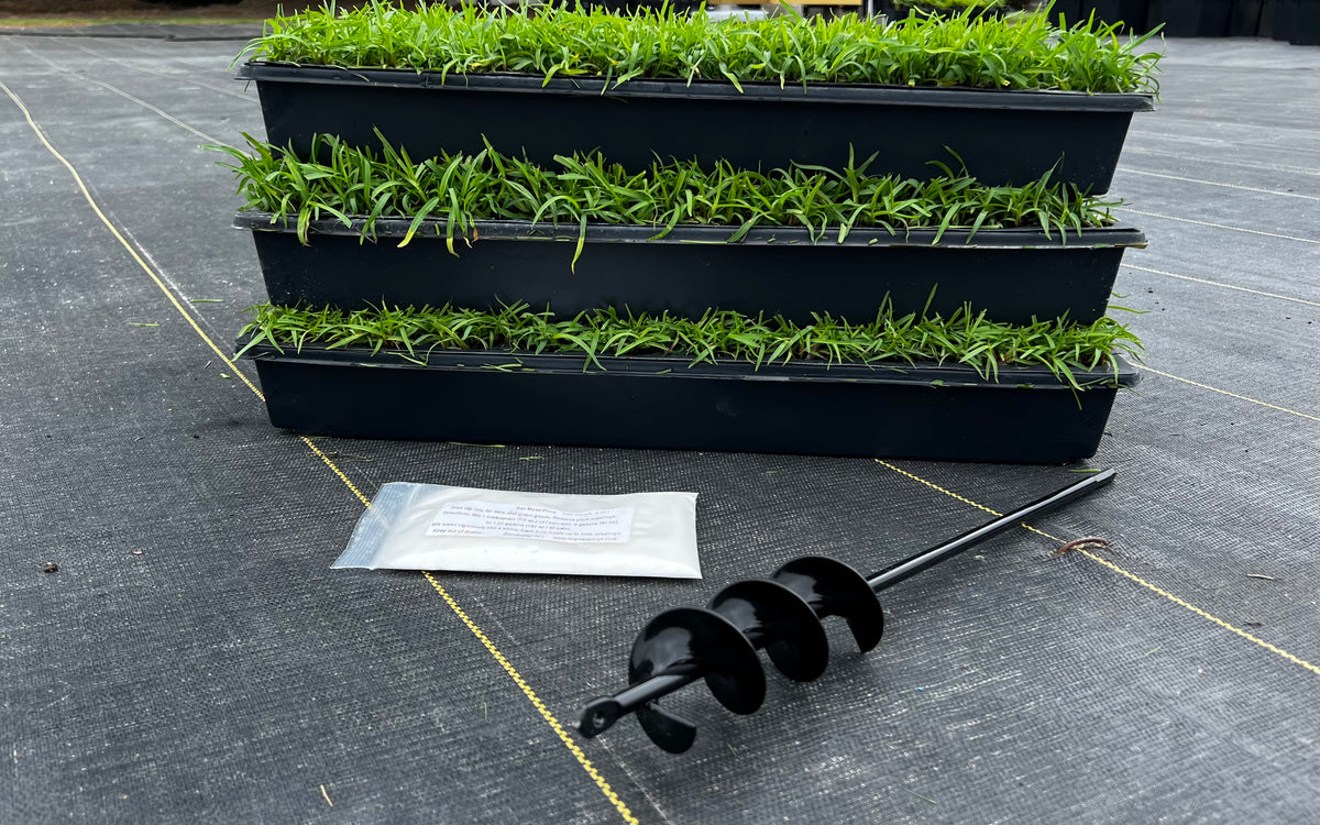 BUNDLE Centipede grass plugs (50 cell trays), Auger, Soil Moist NC