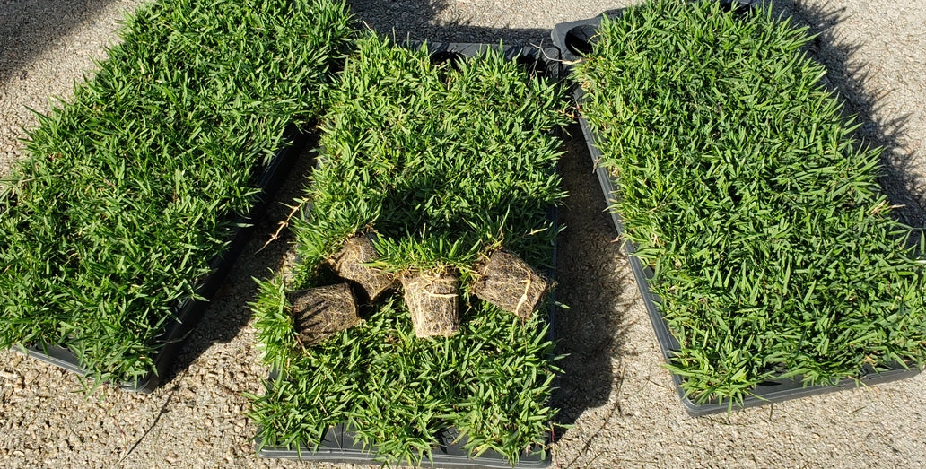 El Toro Zoysia Plugs
