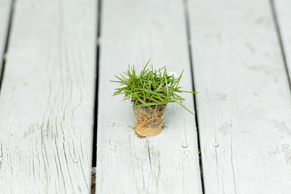 Centipede Grass Plugs 50 cell tray