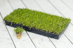 Centipede Grass Plugs 50 cell tray