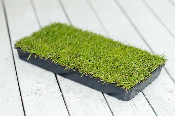 Centipede Grass Plugs 50 cell tray