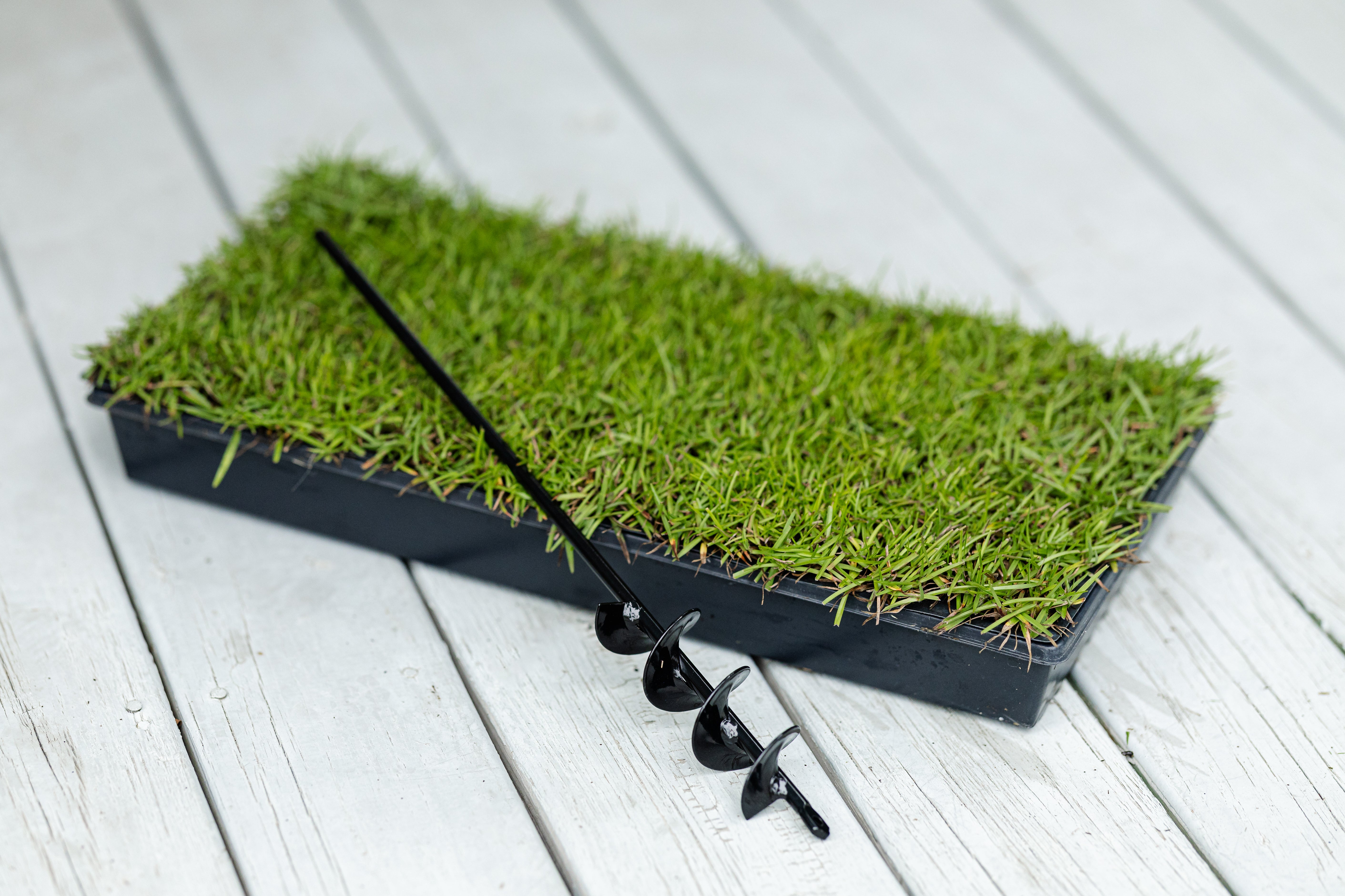 Centipede Grass Plugs | 50-Cell Tray – NC Grass Plugs