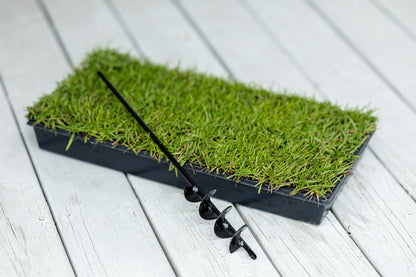 Centipede Grass Plugs