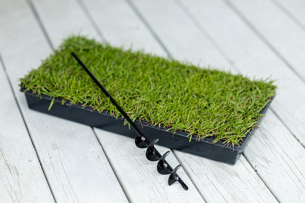Centipede Grass Plugs 50 cell tray