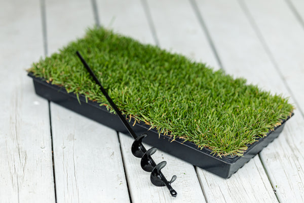 Compadre Zoysia, 50 Plugs
