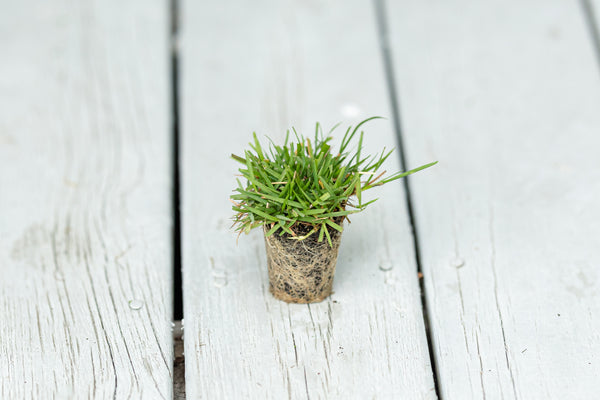 Compadre Zoysia, 50 Plugs