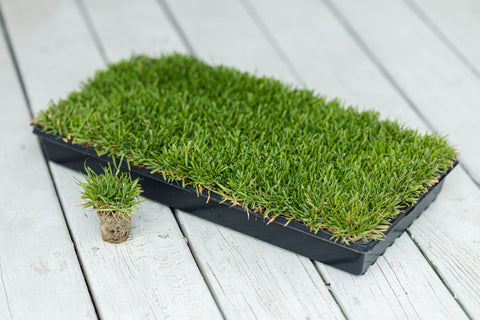 Compadre Zoysia, 50 Plugs