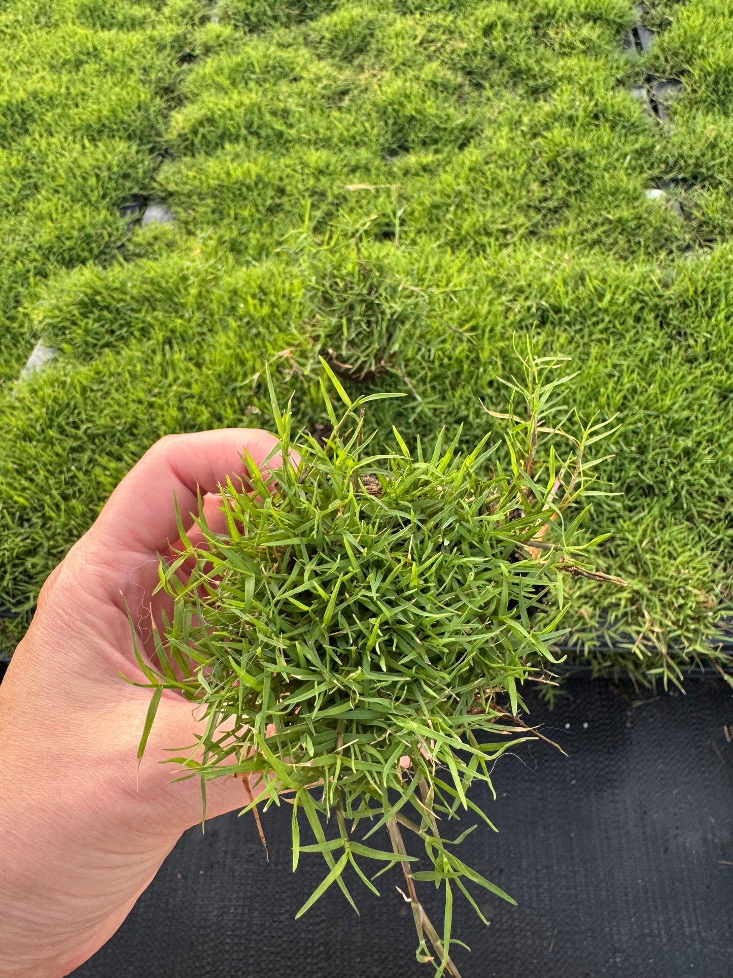 IronCutter Hybrid Bermuda Plugs