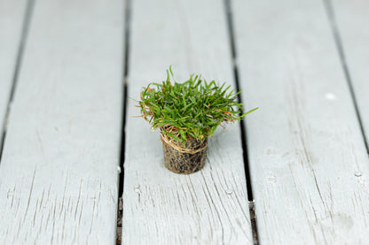 El Toro Zoysia Plugs