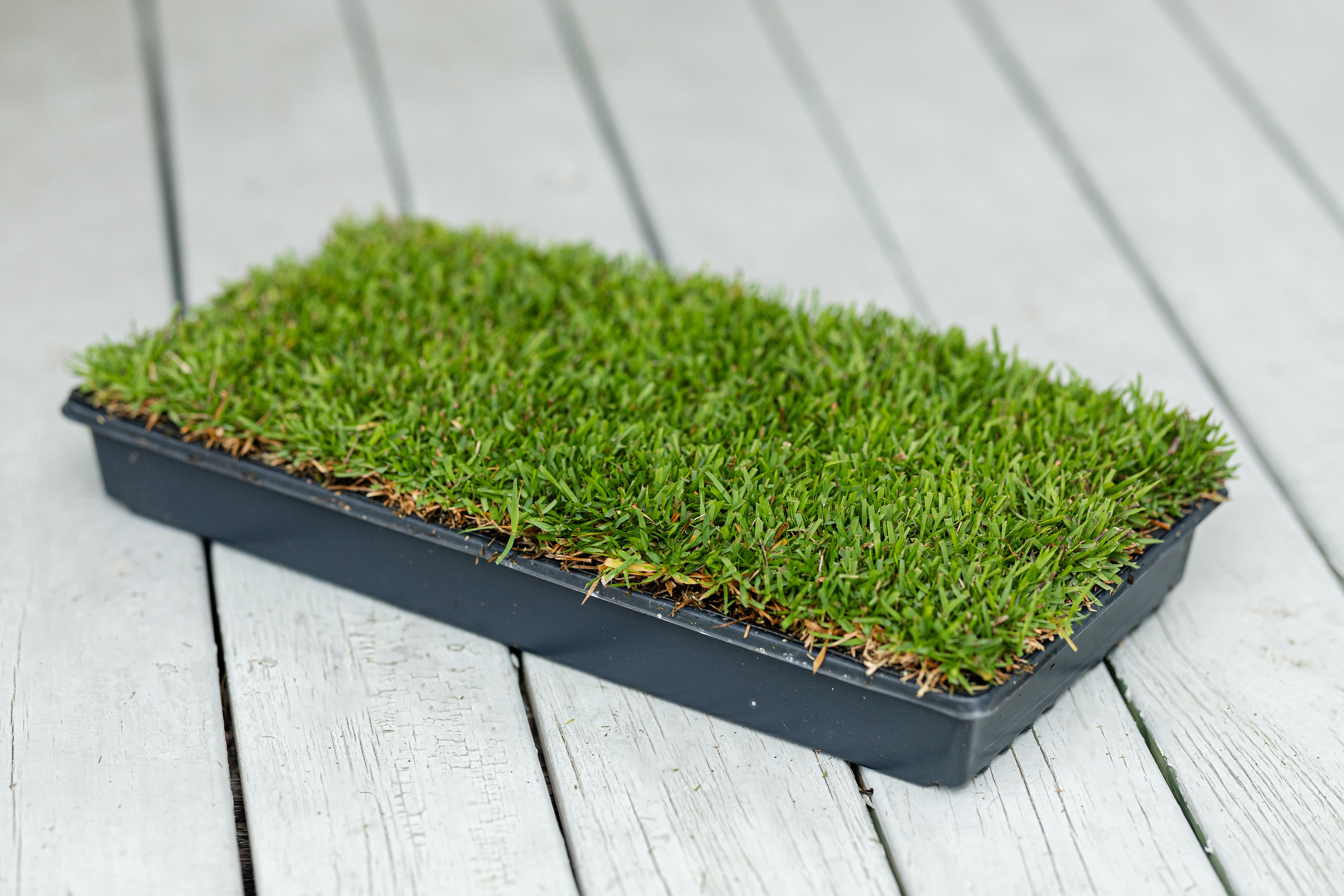 El Toro Zoysia Plugs | Buy Online – NC Grass Plugs
