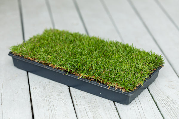 El Toro Zoysia Plugs